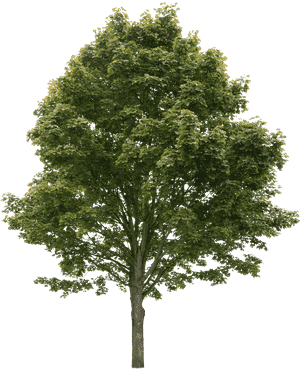 Norway maple(Acer platanoides)