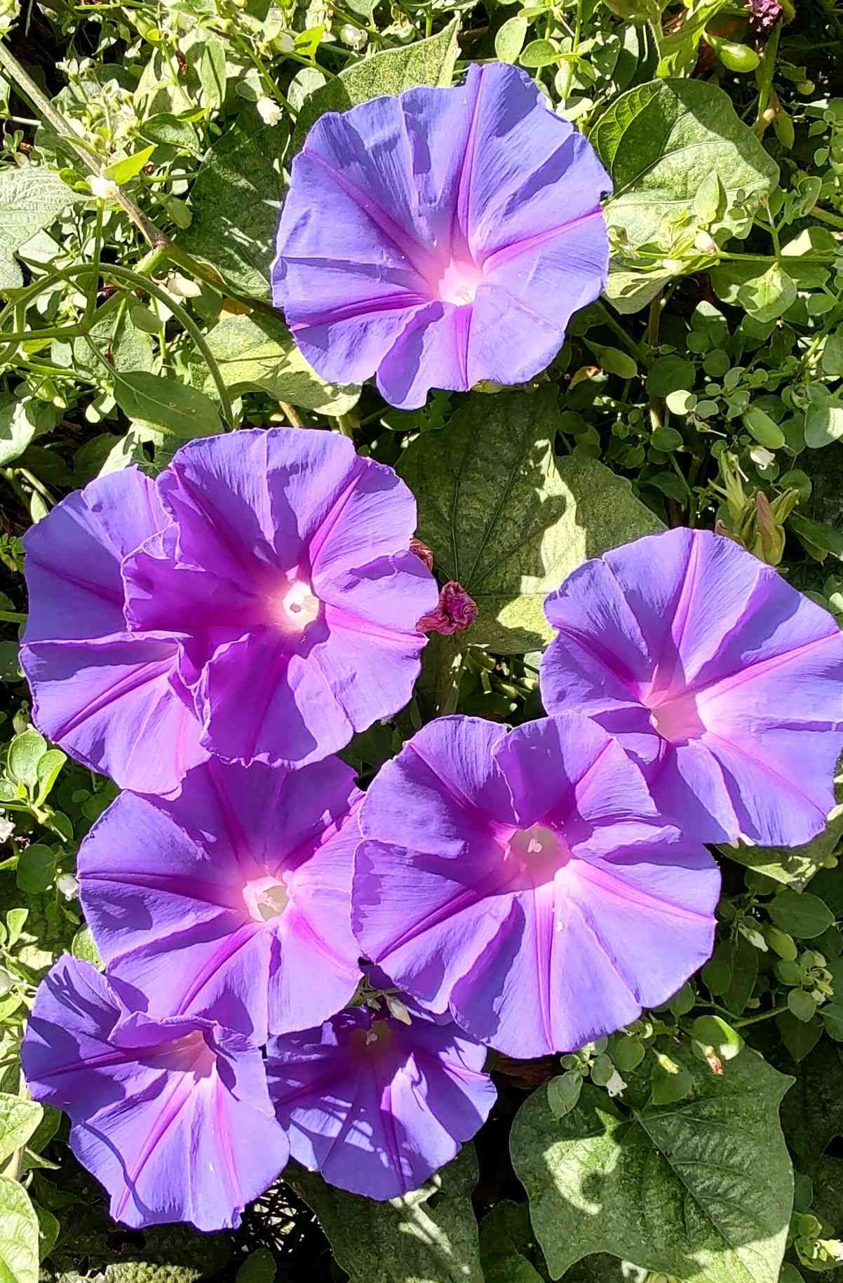 Blue morning glory(Ipomoea indica)