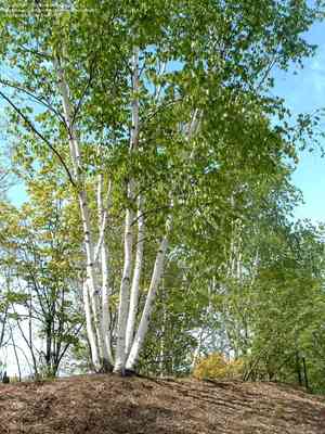 Paper birch(Betula papyrifera)
