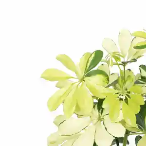 Heptapleurum arboricola(Heptapleurum arboricola)