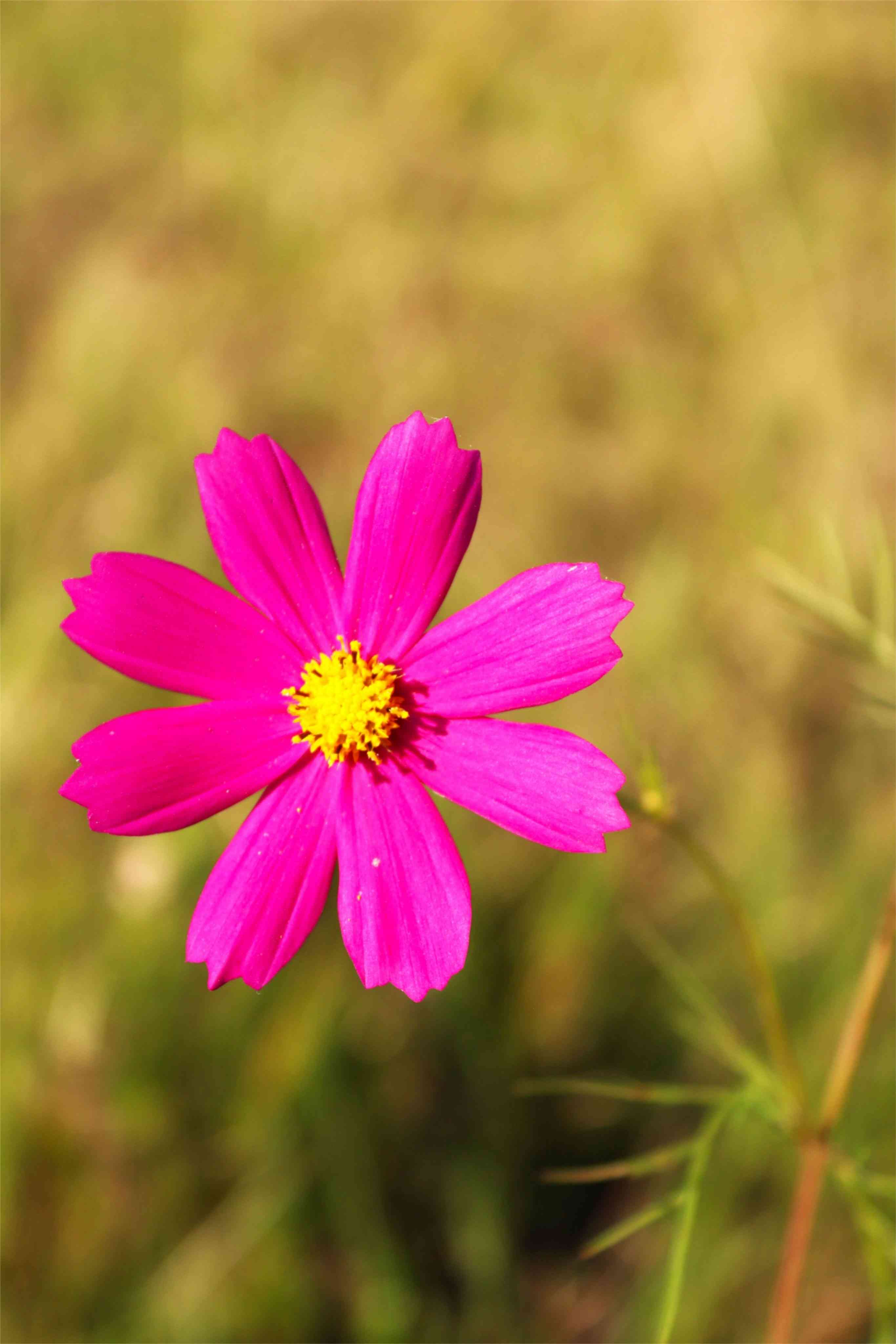 Garden cosmos(Cosmos bipinnatus)