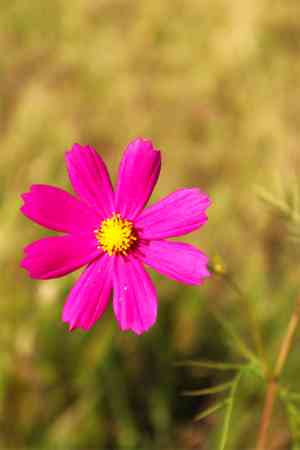 Garden cosmos(Cosmos bipinnatus)