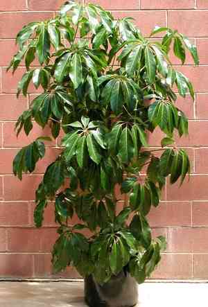 Octopus tree(Schefflera actinophylla)