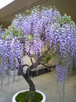 Japanese wisteria(Wisteria floribunda)