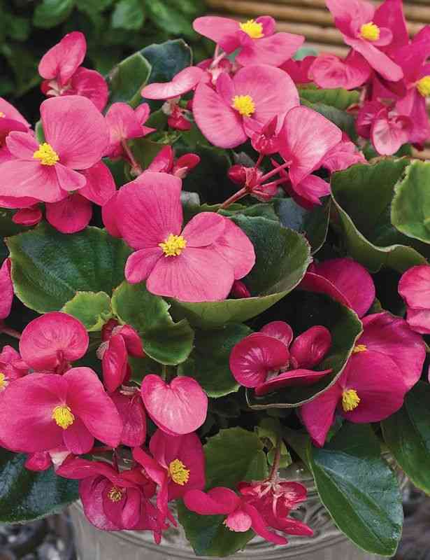 Hardy begonia(Begonia grandis)