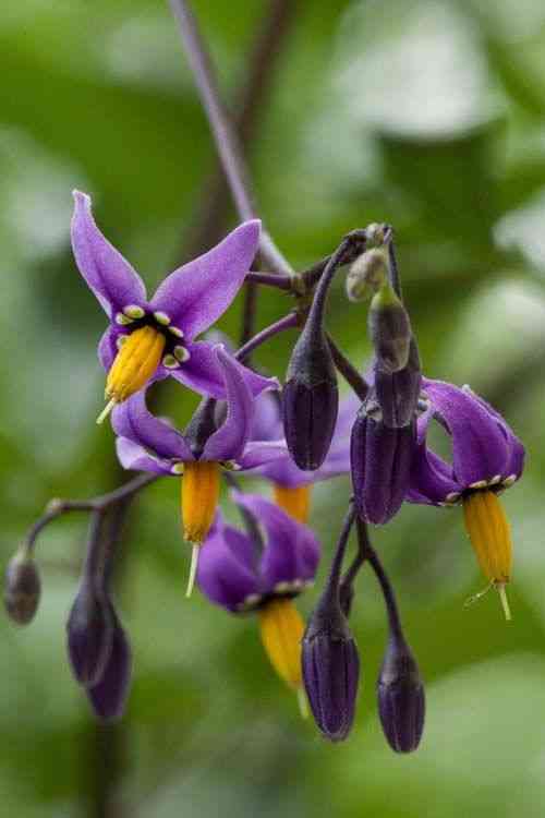 Bittersweet(Solanum dulcamara)