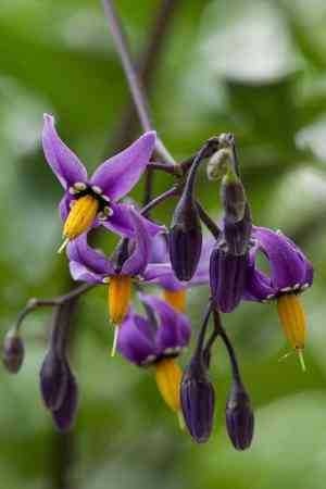 Bittersweet(Solanum dulcamara)