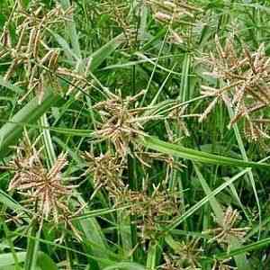 Nut grass(Cyperus rotundus)