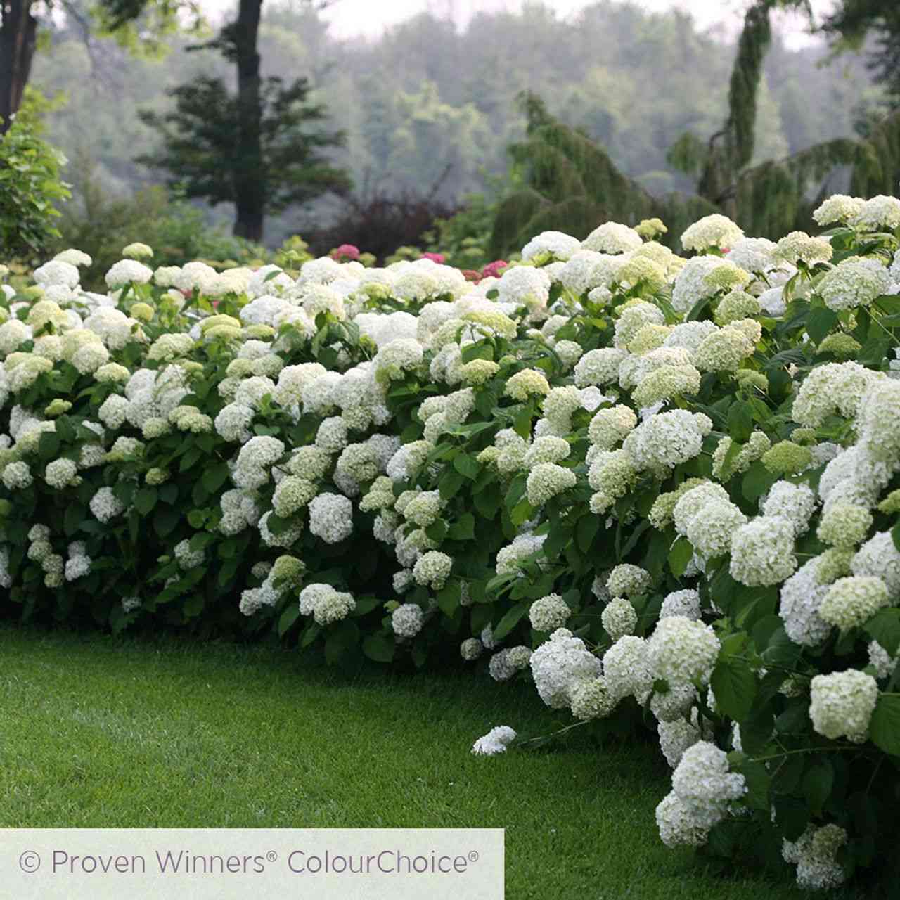 Smooth hydrangea(Hydrangea arborescens)