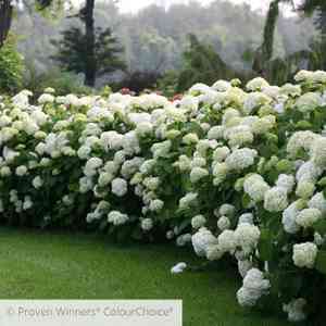 Smooth hydrangea(Hydrangea arborescens)