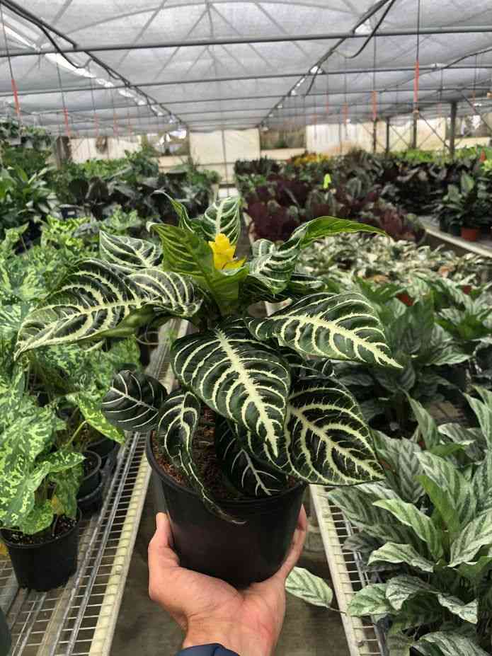 Zebra plant(Aphelandra squarrosa)