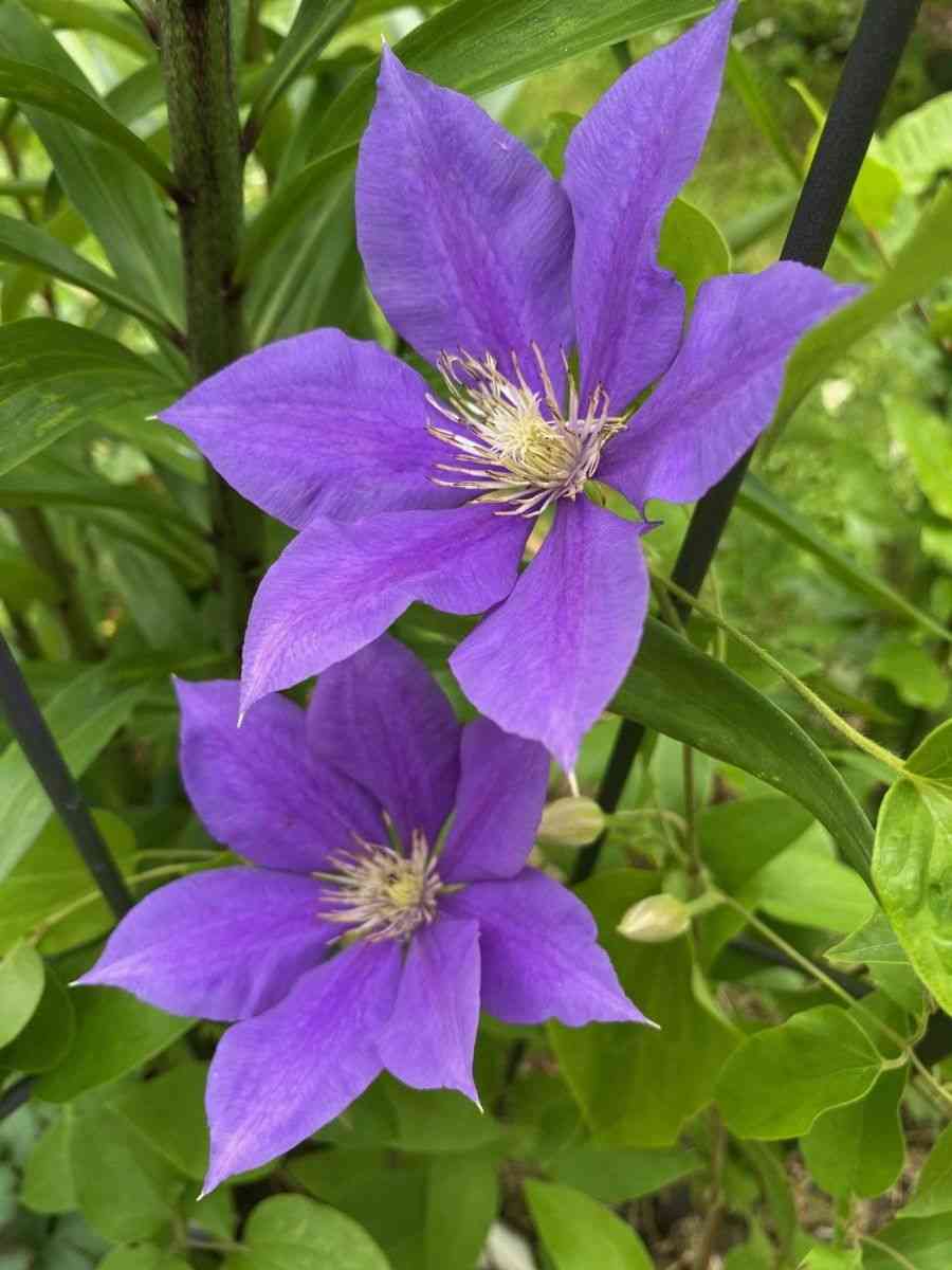 Italian leather flower(Clematis viticella)