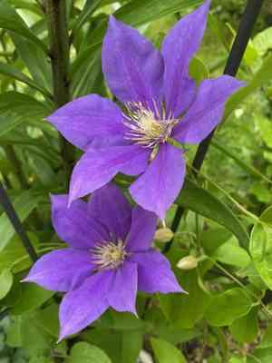 Italian leather flower(Clematis viticella)