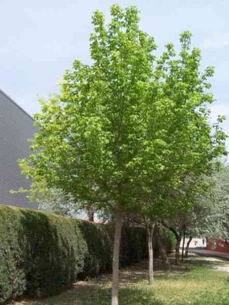 Box elder(Acer negundo)