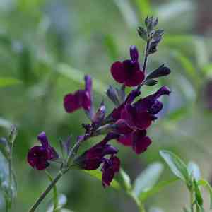 Salvia jordanii(Salvia jordanii)