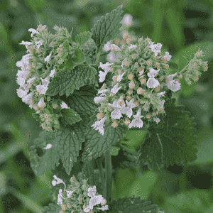 Catnip(Nepeta cataria)