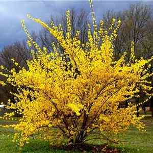 Weeping forsythia(Forsythia suspensa)