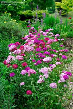 Sweet william(Dianthus barbatus)