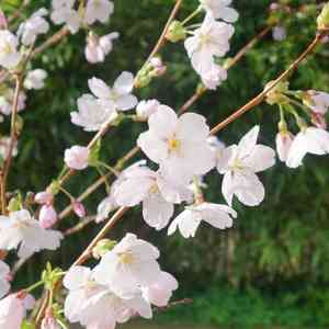 Yoshino cherry(Prunus × yedoensis)