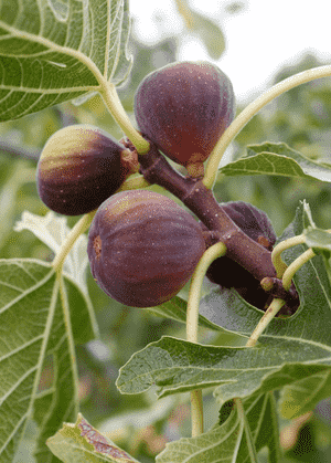 Common fig(Ficus carica)