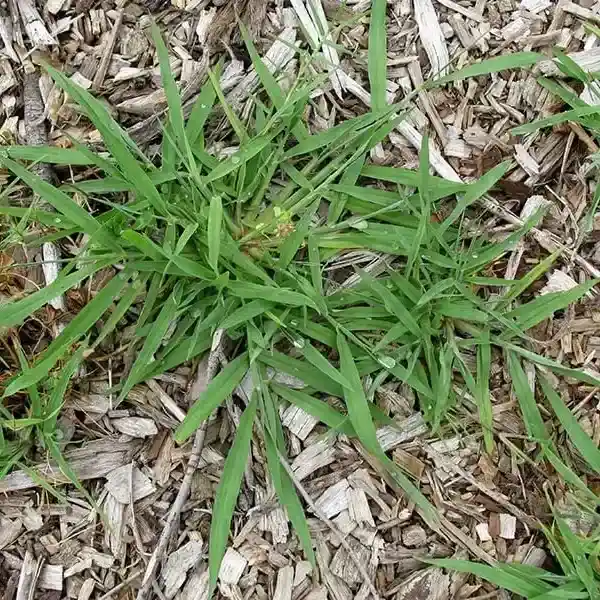 Dallis grass(Paspalum dilatatum)
