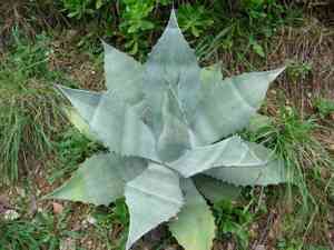 Rough century plant(Agave asperrima)