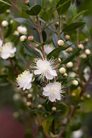 Common myrtle(Myrtus communis)