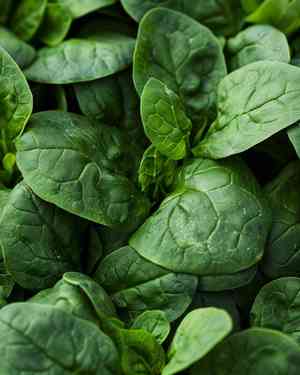 Spinach(Spinacia oleracea)