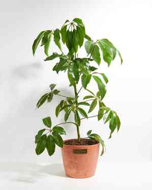 Heptapleurum actinophyllum(Heptapleurum actinophyllum)