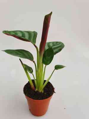 Never never plant(Ctenanthe setosa)