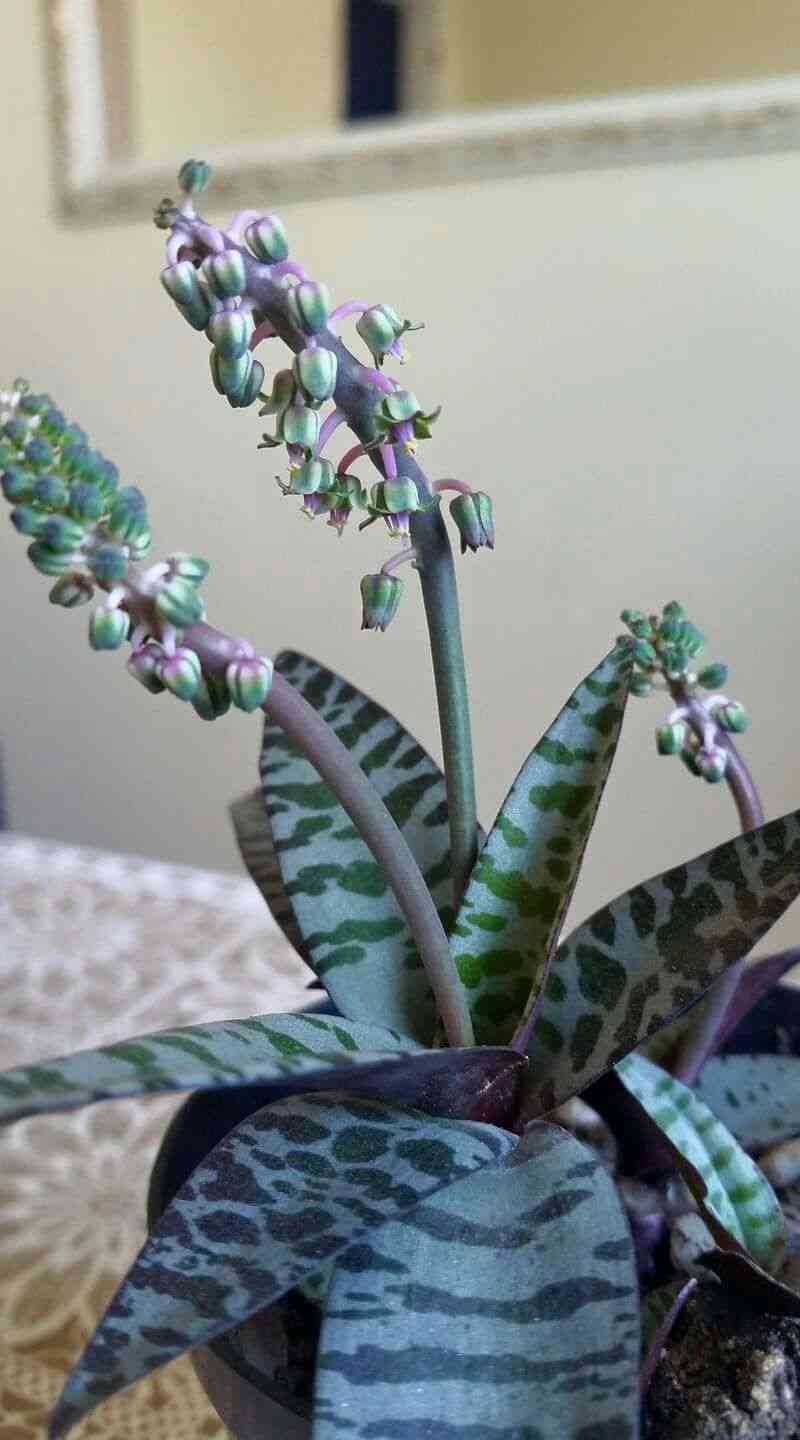 Silver squill(Ledebouria socialis)