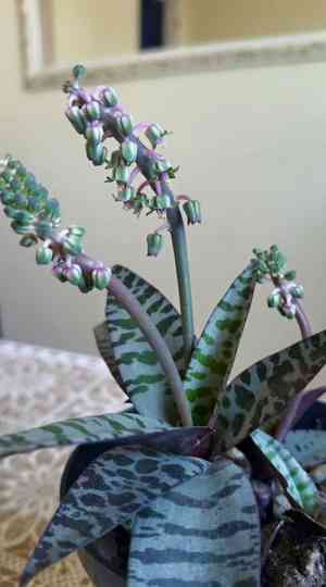 Silver squill(Ledebouria socialis)