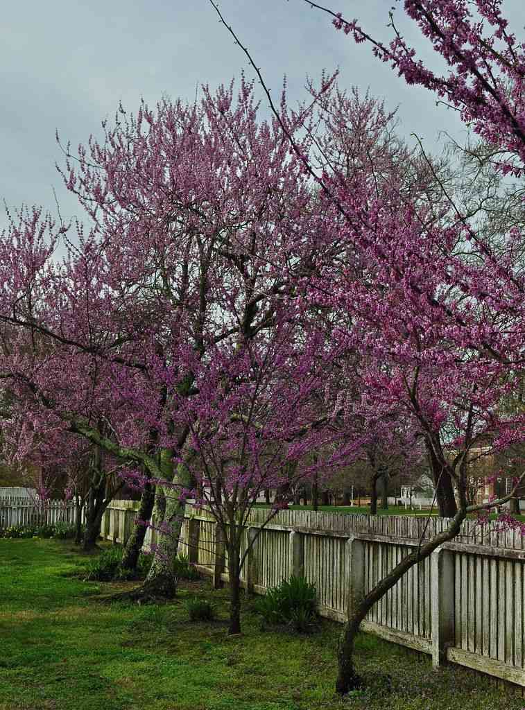 Eastern redbud(Cercis canadensis)