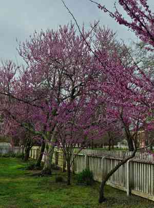 Eastern redbud(Cercis canadensis)