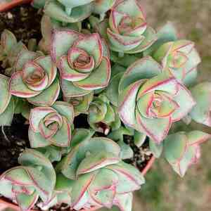 String of buttons(Crassula perforata)