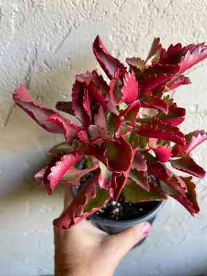 Tugela cliff-kalanchoe(Kalanchoe longiflora)