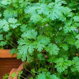 Coriander(Coriandrum sativum)