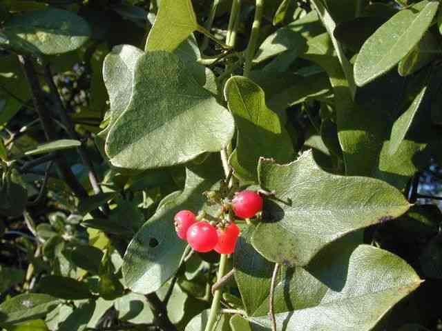 Carolina coralbead(Cocculus carolinus)