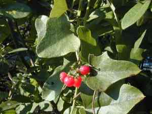 Carolina coralbead(Cocculus carolinus)