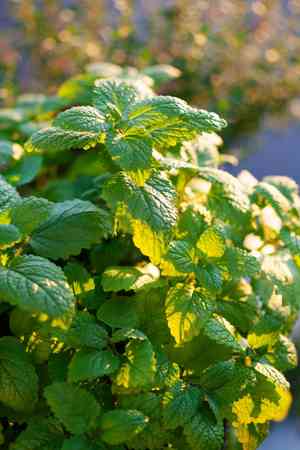 Lemon balm(Melissa officinalis)