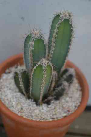 Cereus forbesii(Cereus forbesii)