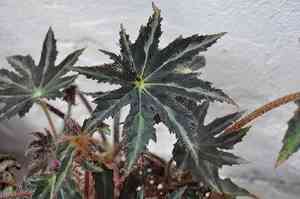 Starleaf begonia(Begonia heracleifolia)