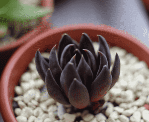 Black echeveria(Echeveria affinis)