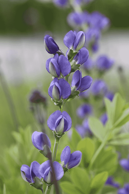 Blue wild indigo(Baptisia australis)