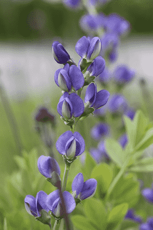 Blue wild indigo(Baptisia australis)