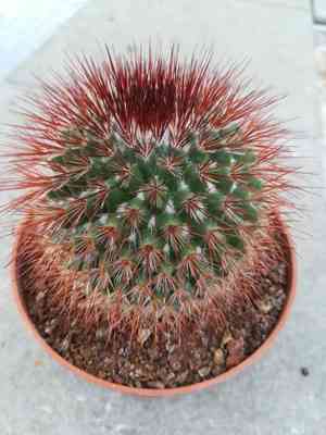 Spiny pincushion cactus(Mammillaria spinosissima)