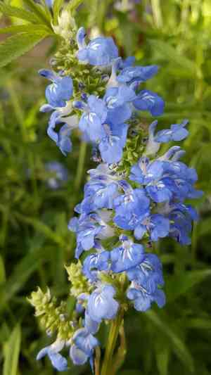 Salvia jordanii(Salvia jordanii)