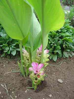 Common turmeric(Curcuma longa)