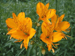 Peruvian lily(Alstroemeria aurea)