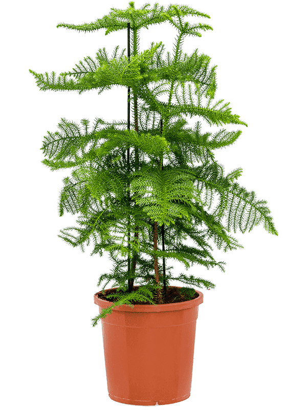 Norfolk island pine(Araucaria heterophylla)